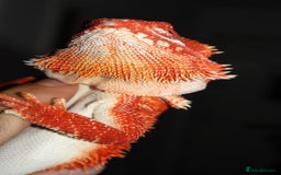 Bearded Dragon reptiles for sale: Red monster/Spanish red - Image 3