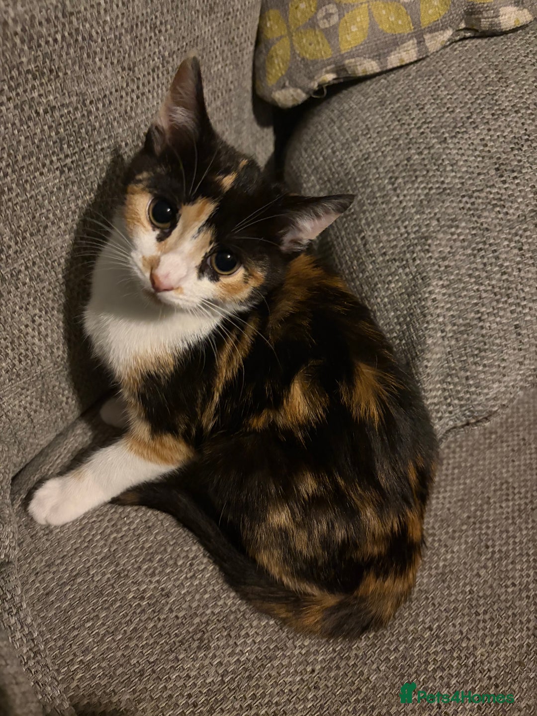 European cats for sale:  kittens last two left - Image 4