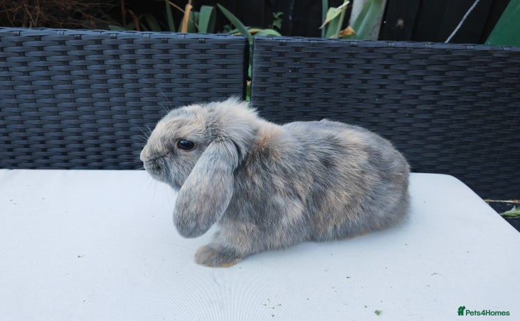 Mixed Breed rabbits - Advert 1