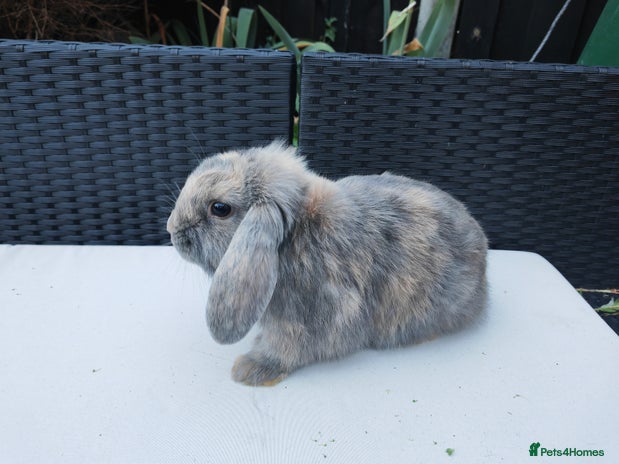 Mixed Breed rabbits - Advert 1