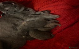 British Shorthair cats for sale: PEDIGREE BSH KITTENS READY TO FOR FOREVER HOMES  - Image 4