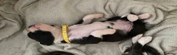 Boxer dogs for sale: Boxer KC puppies  - Advert 20