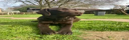 Labrador Retriever dogs for sale: KC Registered Chocolate Labrador Puppies - Advert 1