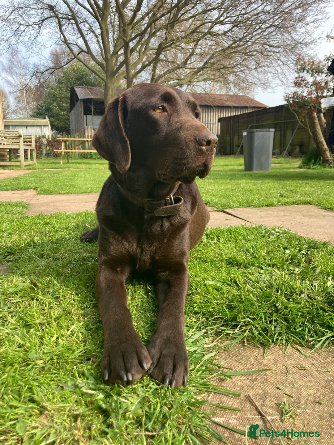 Labrador Retriever dogs for sale: KC Registered Chocolate Labrador Puppies - Advert 1