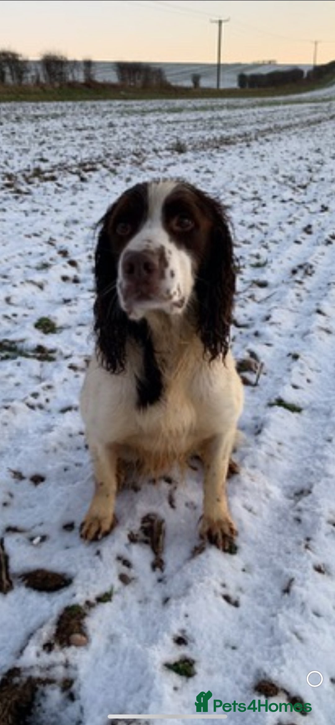 English Springer Spaniel dogs for sale: Lovely KC reg working spaniel  - Image 5