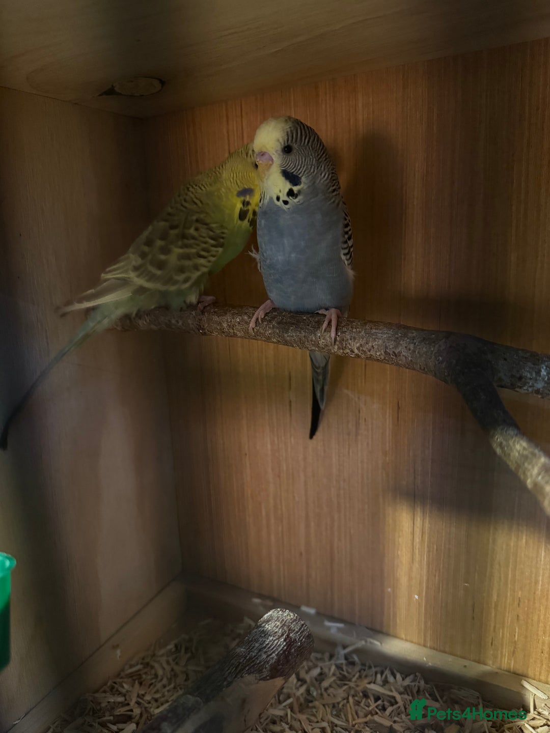 Canaries birds for sale: Canaries, budgies and love birds  - Advert 7