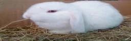 Mini Lop rabbits for sale: Pure Mini Lop Bunnies Ready to go  - Advert 3
