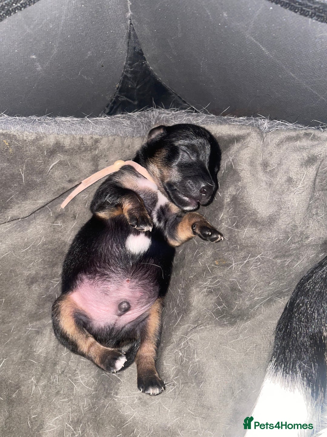 Jack Russell dogs for sale: Jack Russell Puppies - Advert 20