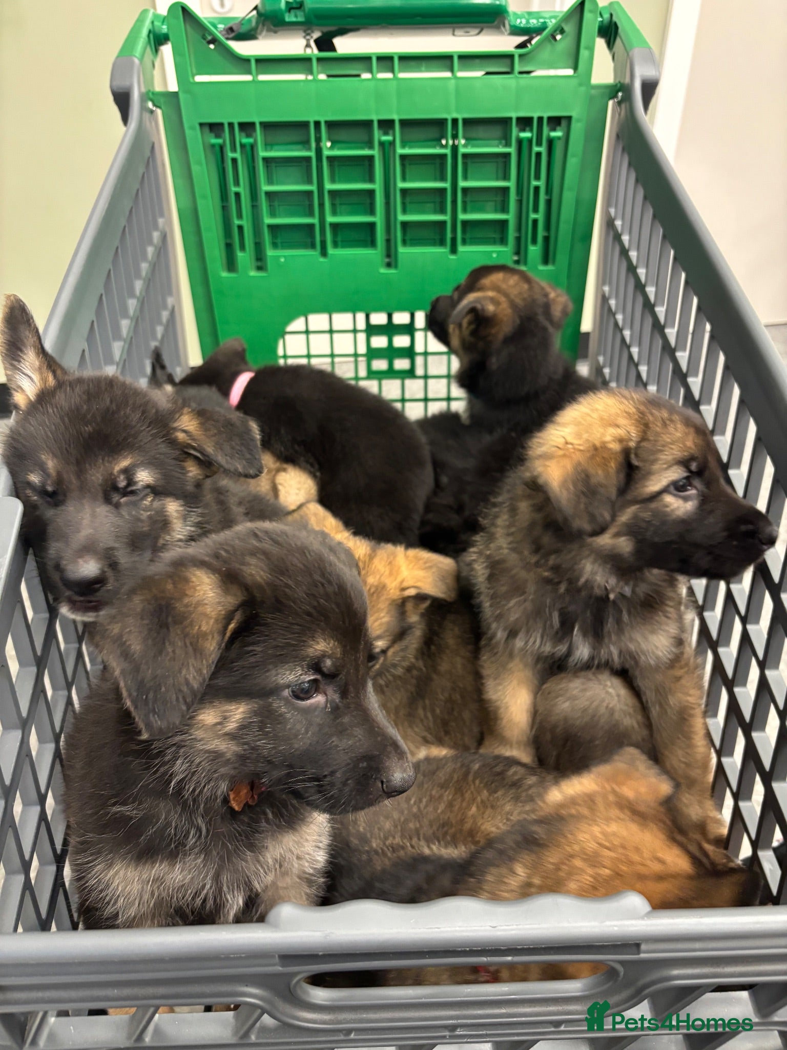 German Shepherd dogs 10 x KC Registered German Shepherd Puppies - Advert 9