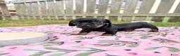 Miniature Dachshund dogs for sale: Stunning Miniature Dachshunds - Advert 4