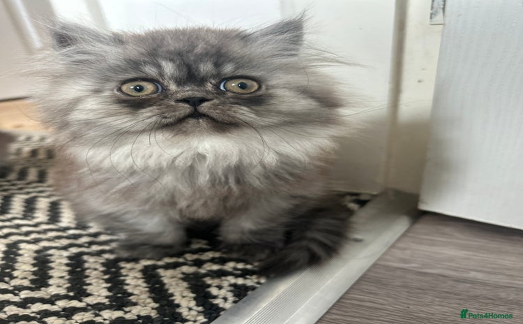 Persian cats - Advert 3