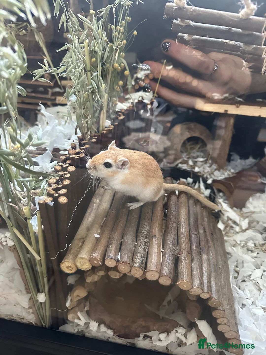 Gerbil rodents for sale: Smokey and Peanut - Advert 2