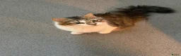 Mixed Breed cats for sale: 4 Beautiful Kittens Ready for Loving Homes in London - Advert 1