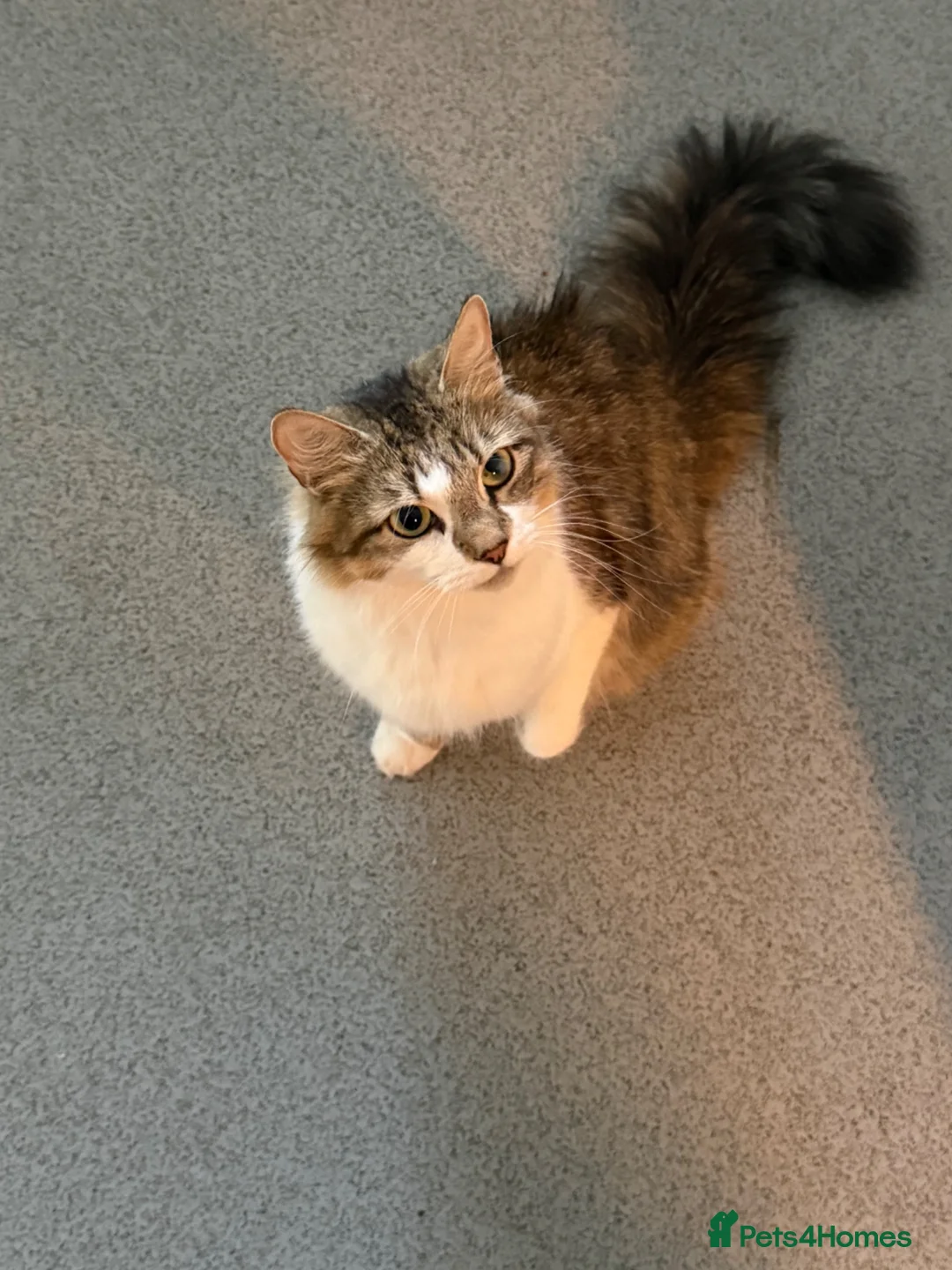 Mixed Breed cats for sale: 4 Beautiful Kittens Ready for Loving Homes in London - Advert 1