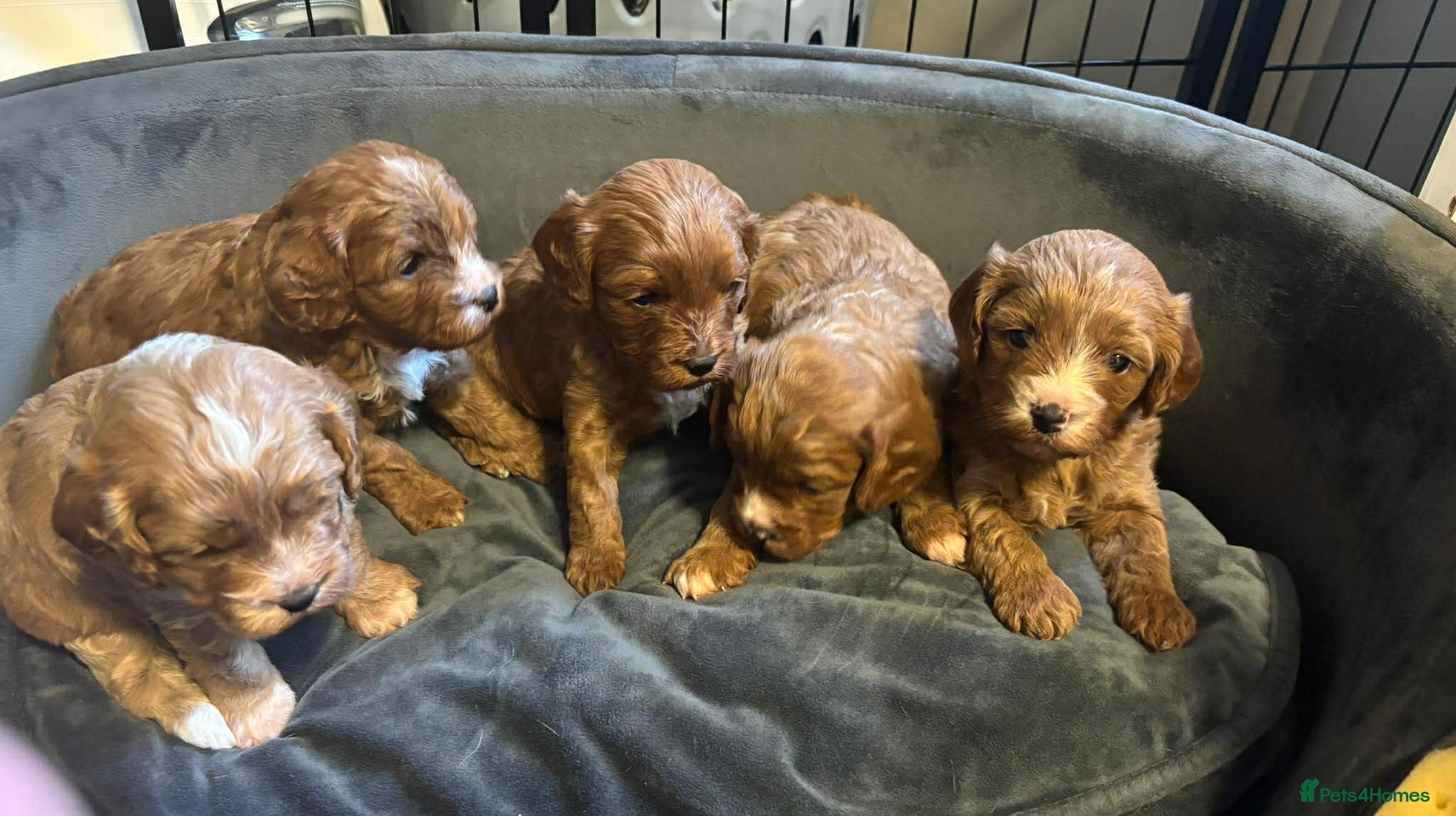 Cavapoo dogs Beautiful litter of F1 Cavapoos - Advert 1