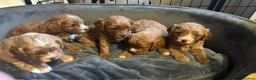 Cavapoo dogs for sale: Beautiful litter of F1 Cavapoos - Advert 1