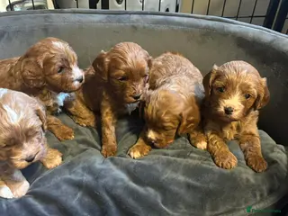 Cavapoo dogs Beautiful litter of F1 Cavapoos - Advert 1