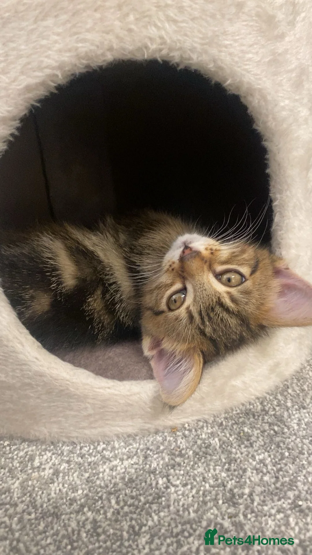 Mixed Breed cats for sale: beautiful baby kitten for sale (urgent!) - Advert 4