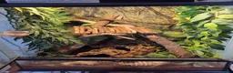 Gecko reptiles for sale: Crested gecko male comes with full setup - Advert 1