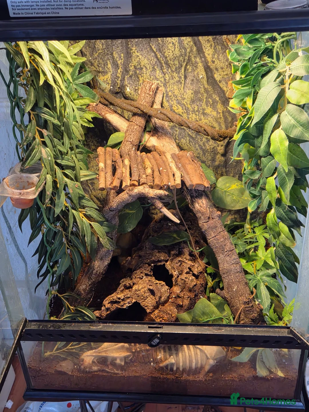 Gecko reptiles for sale: Crested gecko male comes with full setup - Advert 1