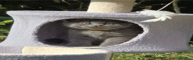 British Shorthair Jasper