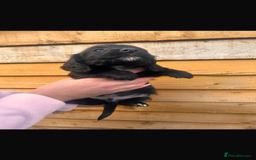 Cockapoo dogs for sale: COCKAPOO PUPPIES  - Advert 15