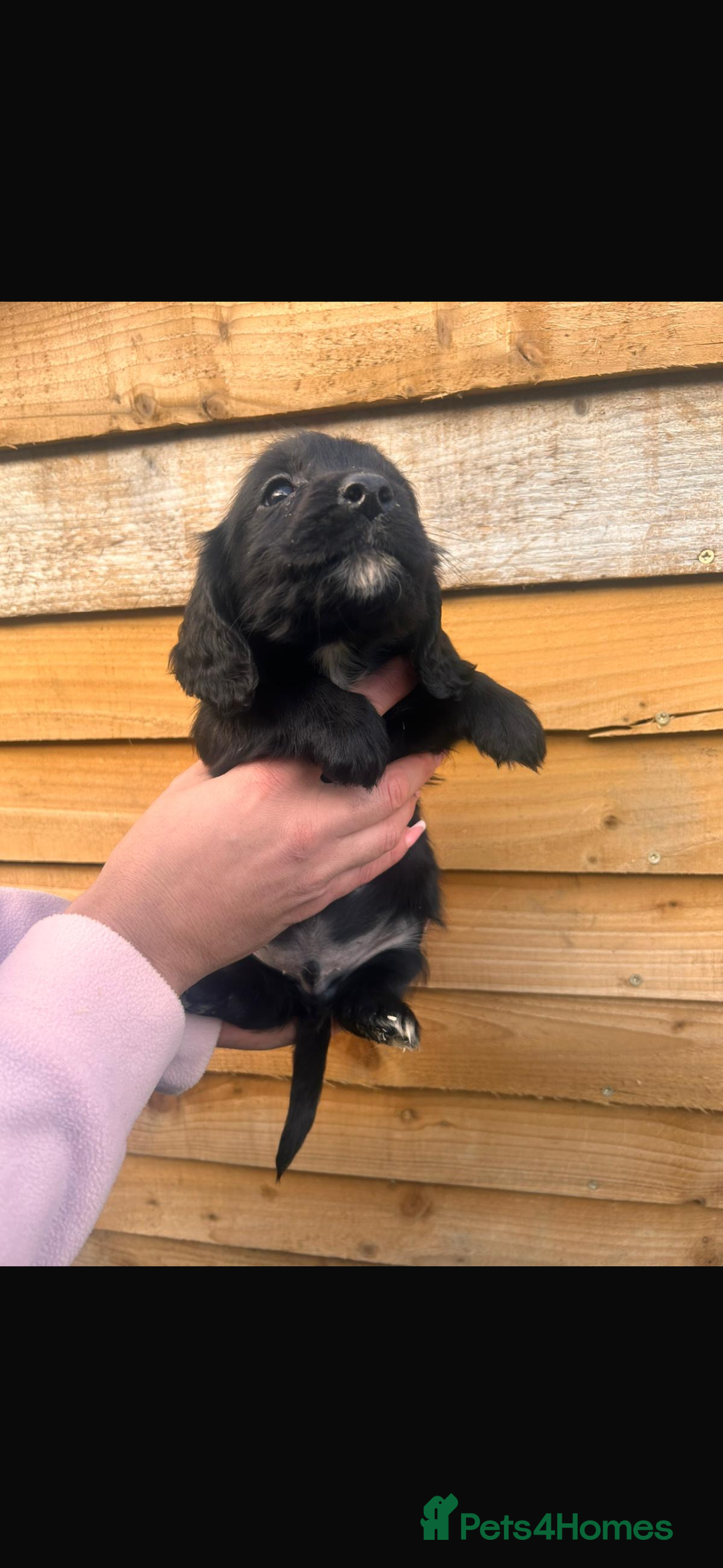 Cockapoo dogs for sale: COCKAPOO PUPPIES  - Advert 15