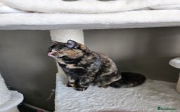 British Shorthair cats for sale: Gorgeous Tortie ✨ Rabies Vax ✅🌎✈️ - Image 1