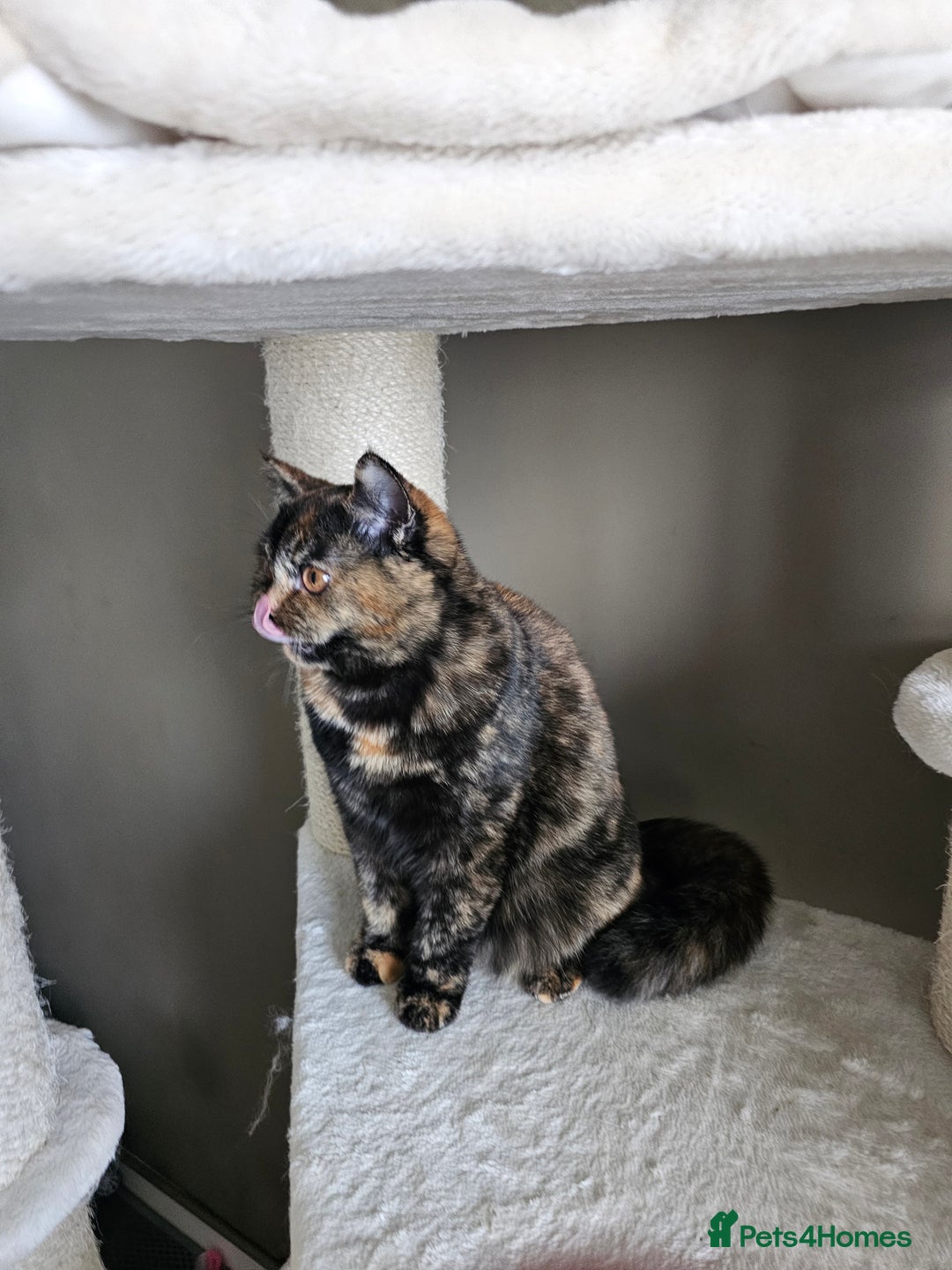 British Shorthair cats for sale: Gorgeous Tortie ✨ Rabies Vax ✅🌎✈️ - Image 1
