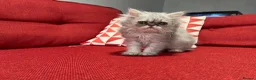 Persian cats for sale: Stunning silver Persian girl  - Advert 5