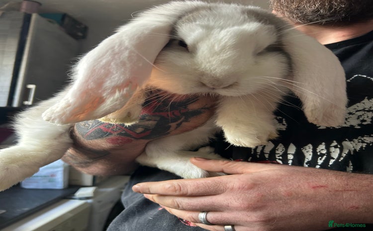 French Lop rabbits LAST French Lop buck babies  READY NOW!! - Advert 10