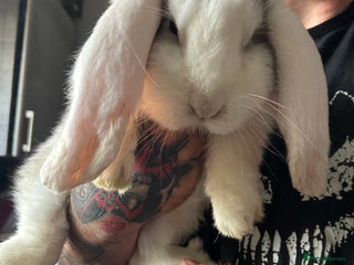 French Lop rabbits LAST French Lop buck babies READY NOW!! - Advert 13