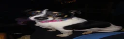 Jack Russell dogs for sale: Adorable Miniature Jack Russell puppies for sale - Advert 10