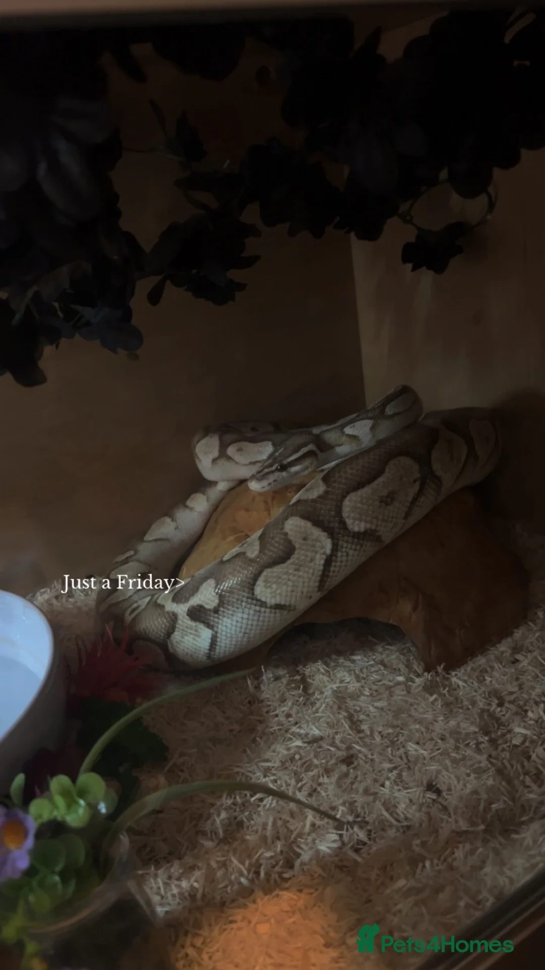 Snake reptiles for sale: Banana  in Gillingham - Advert 2