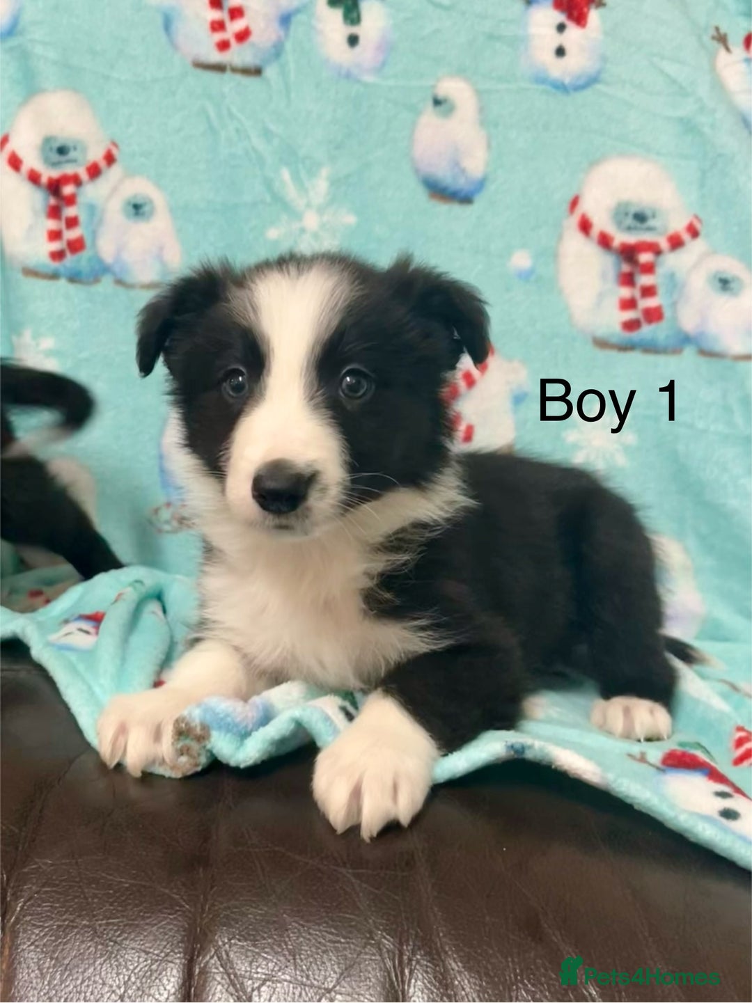 Border Collie dogs for sale: PEDIGREE ISDS & KC BORDER COLLIE PUPS - Image 13
