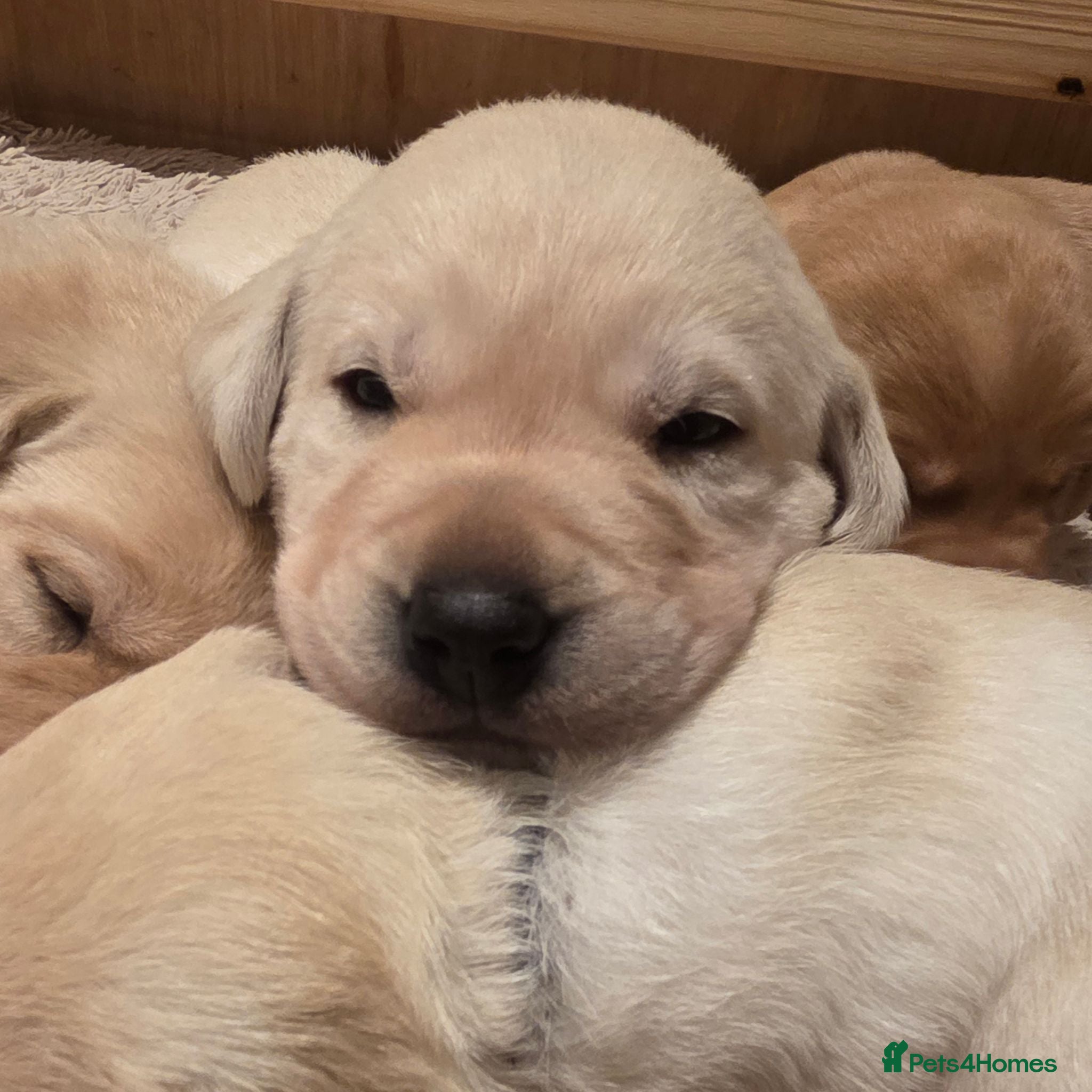 Labrador Retriever dogs Maggies beautiful pups, only 1 boy left 🤎 - Advert 1