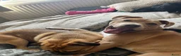 Mixed Breed dogs for sale: Female staffy cross  - Advert 4