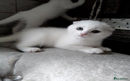 Scottish Fold cats for sale: ready to leave!!two cutie Scottish fold girls  - Image 16