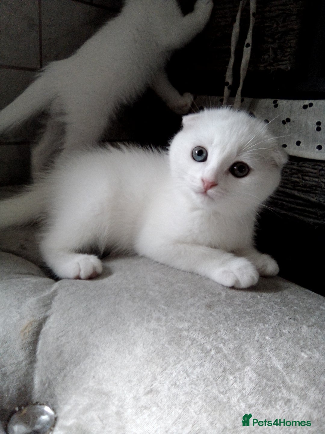 Scottish Fold cats for sale: ready to leave!!two cutie Scottish fold girls  - Image 16