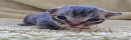 Devon Rex cats for sale: GCCF registered Devon Rex Kittens - Advert 7