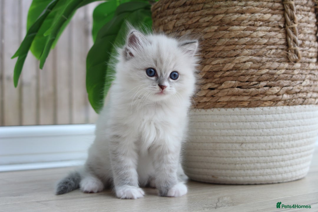 Ragdoll cats for sale: Blue Tabby Pure Breed Ragdoll  - Image 3