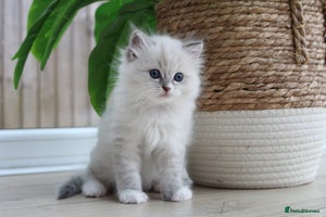 Ragdoll cats - Advert 1