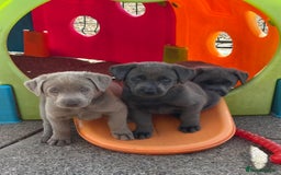 Labrador Retriever dogs for sale: Beautiful Silver & Charcoal KC Labs - Image 19