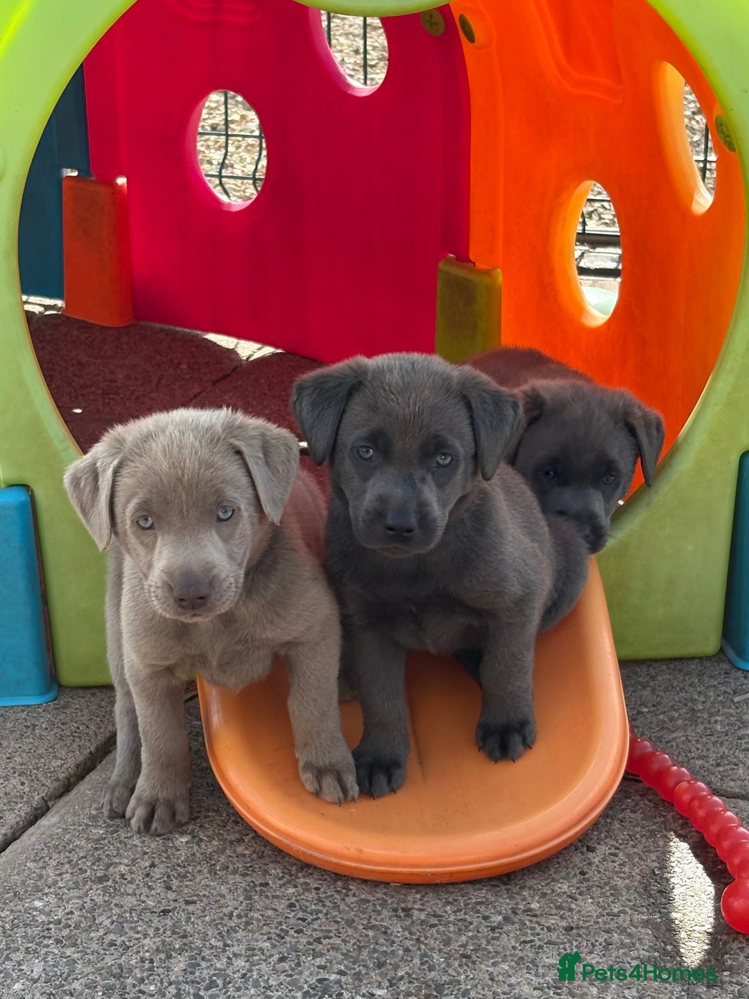 Labrador Retriever dogs for sale: Beautiful Silver & Charcoal KC Labs - Image 19