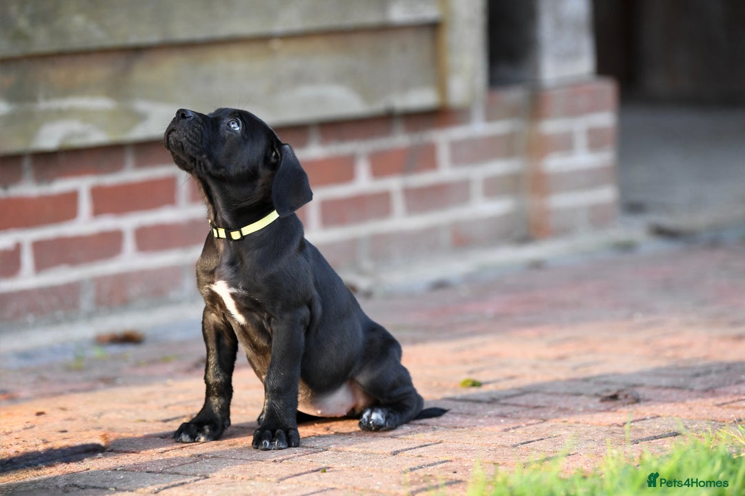 Cane Corso dogs for sale: Elite cane corso puppies  - Advert 19