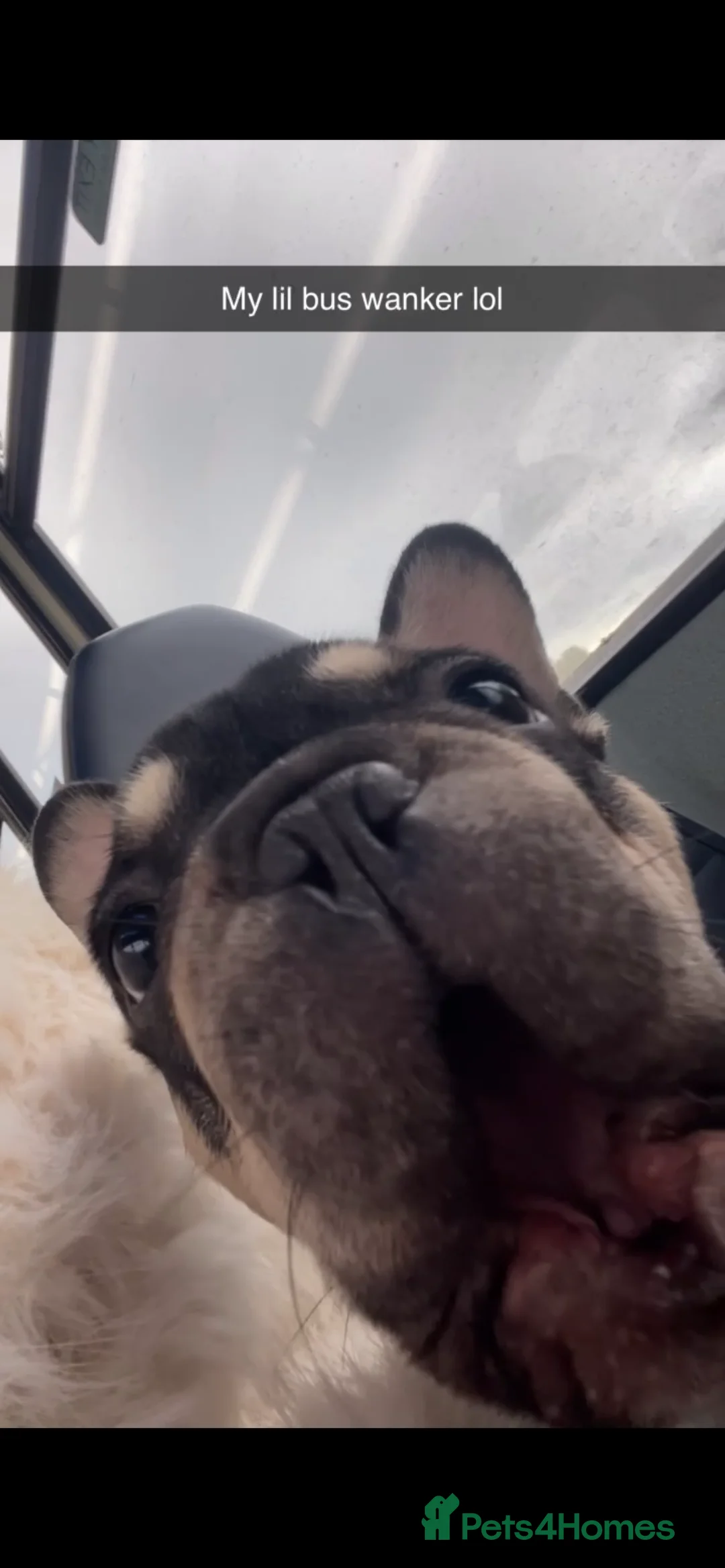 French Bulldog dogs for sale: French bulldog - Advert 2
