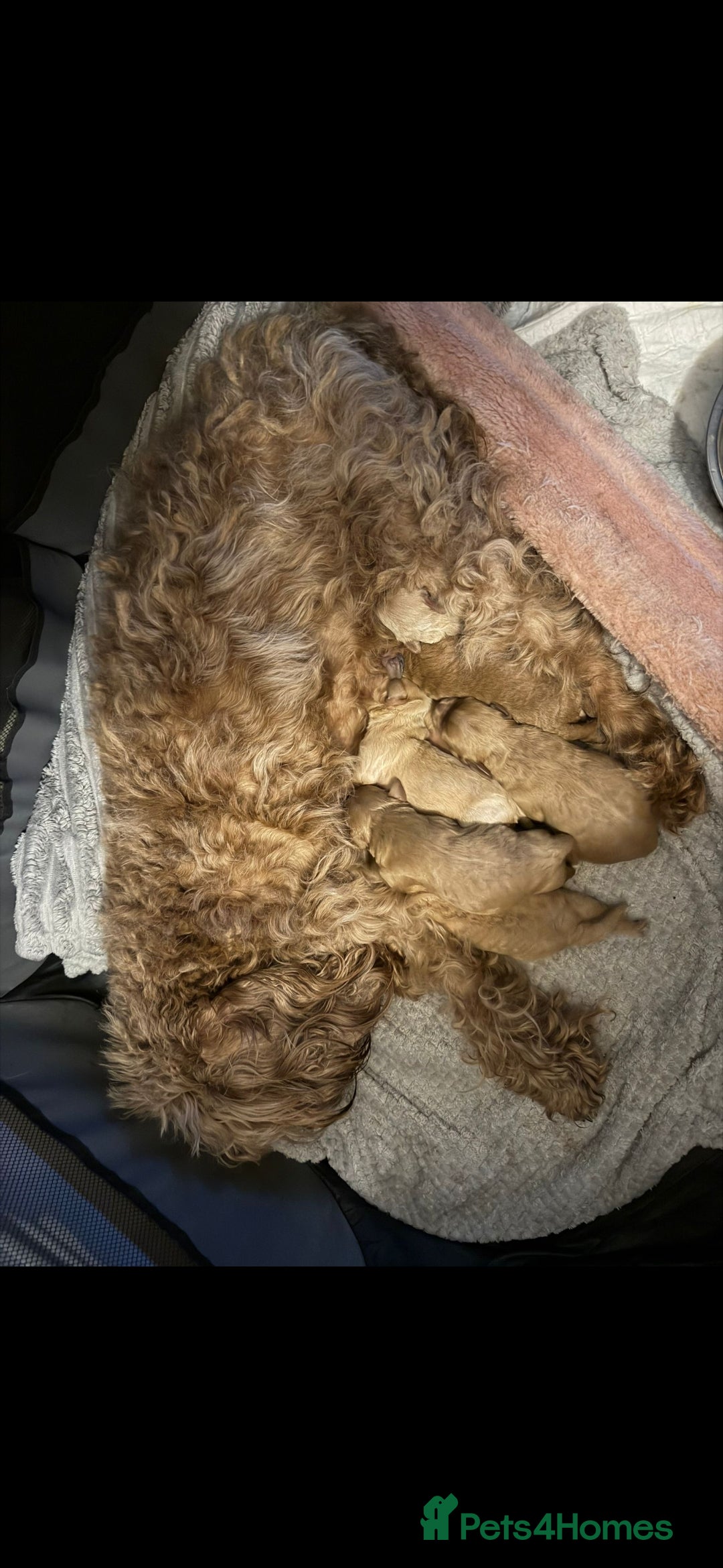 Mixed Breed dogs for sale: Stunning Cavapoochon Puppies - Advert 1