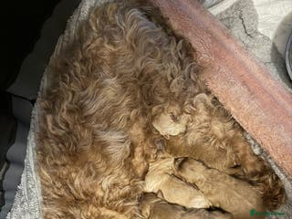 Mixed Breed dogs Stunning Cavapoochon Puppies - Advert 1