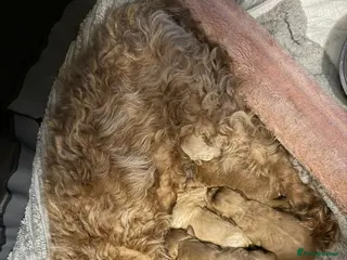 Mixed Breed dogs Stunning Cavapoochon Puppies - Advert 11