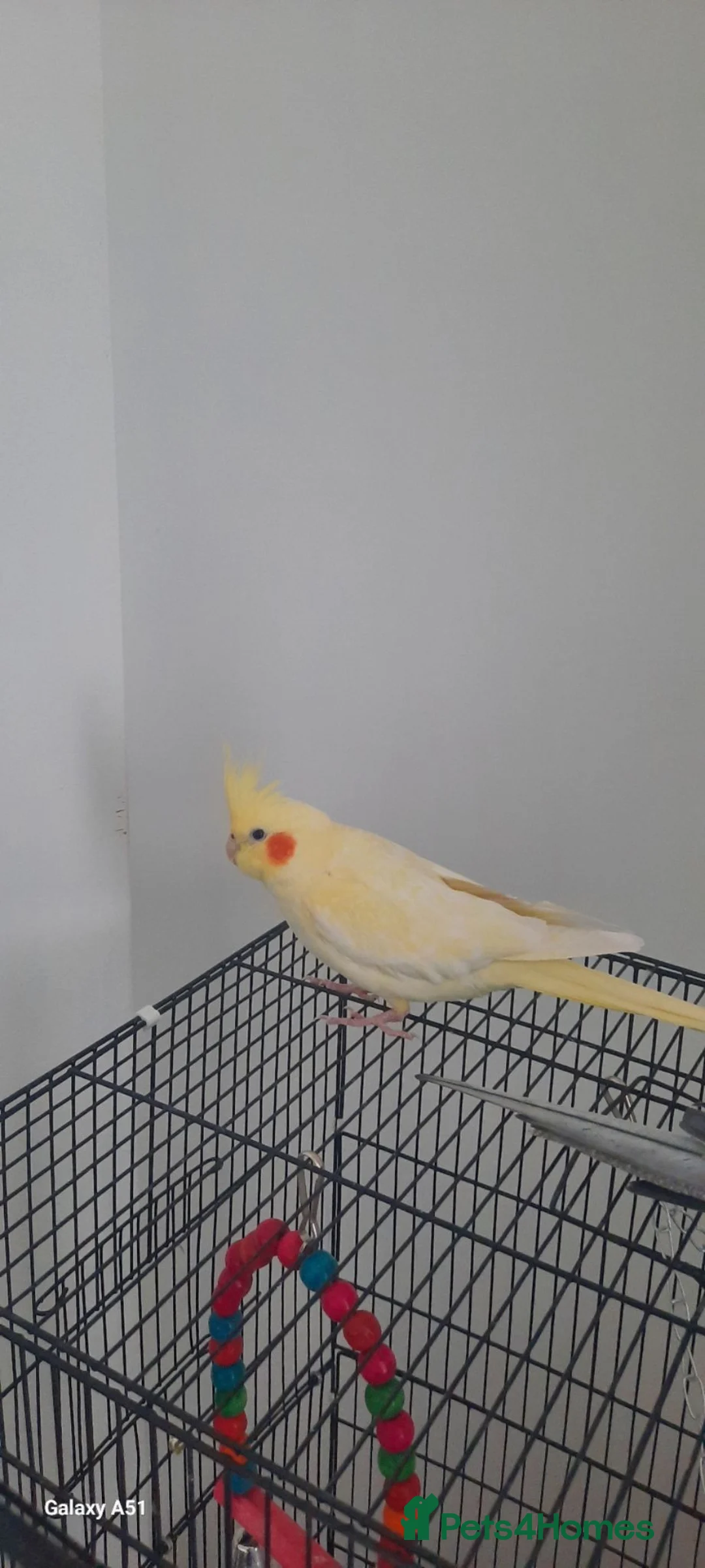 Cockatiels birds for sale: Female  in Glasgow - Advert 2